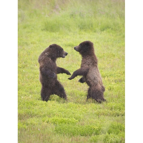 AK, Tongass NF, Two brown bear cubs play-fighting